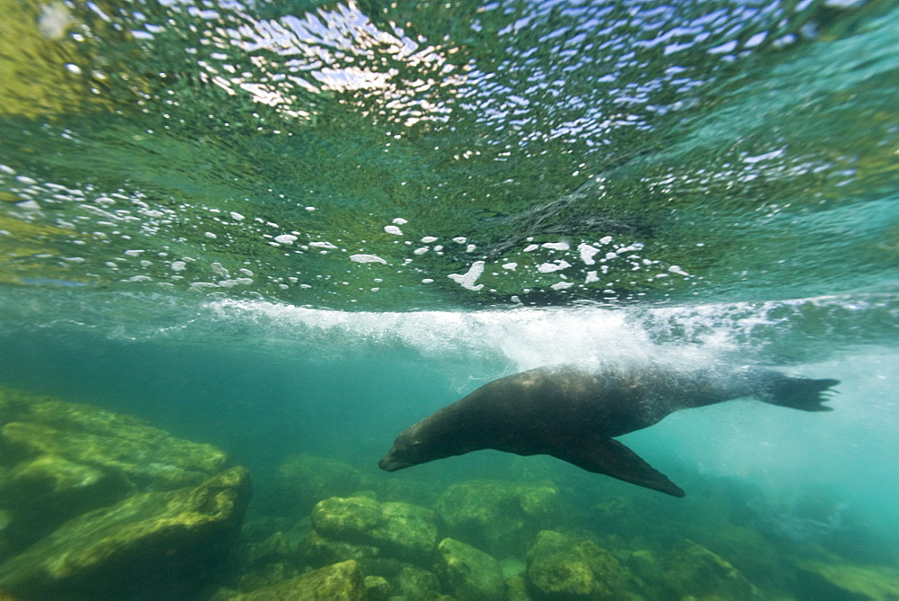 California sea lion (Zalophus californianus) underwater at Los Islotes (the islets) just outside of La Paz, Baja California Sur in the Gulf of California (Sea of Cortez), Mexico.