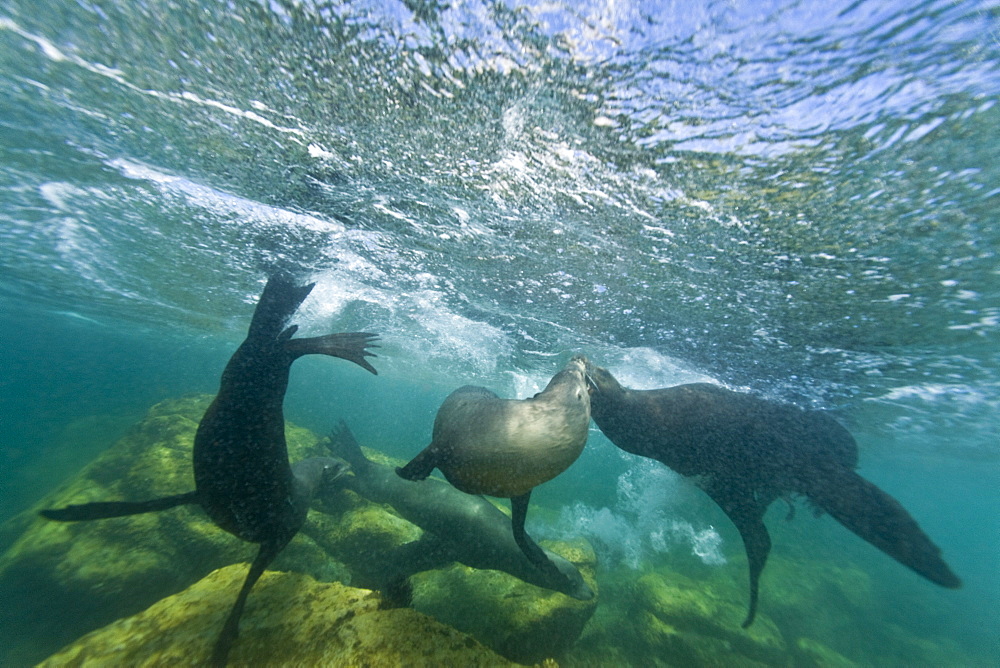 California sea lion (Zalophus californianus) underwater at Los Islotes (the islets) just outside of La Paz, Baja California Sur in the Gulf of California (Sea of Cortez), Mexico.