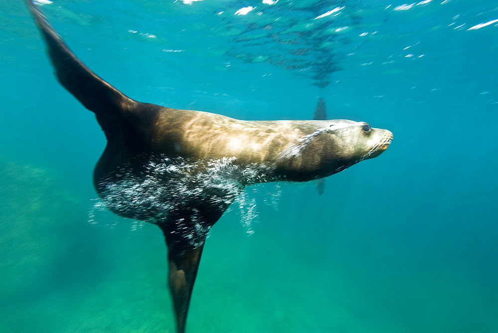 California sea lion (Zalophus californianus) underwater at Los Islotes (the islets) just outside of La Paz, Baja California Sur in the Gulf of California (Sea of Cortez), Mexico.