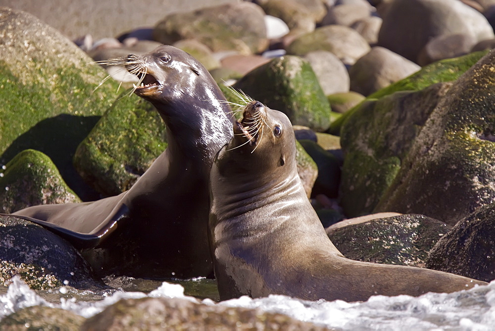 Adult California sea lion (Zalophus californianus) mock-fighting at Los Islotes (the islets) just outside of La Paz, Baja California Sur in the Gulf of California (Sea of Cortez), Mexico.