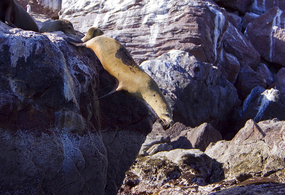 California Sea Lion (Zalophus californianus)  at Los Islotes (the islets) just outside of La Paz, Baja California Sur in the Gulf of California (Sea of Cortez), Mexico.