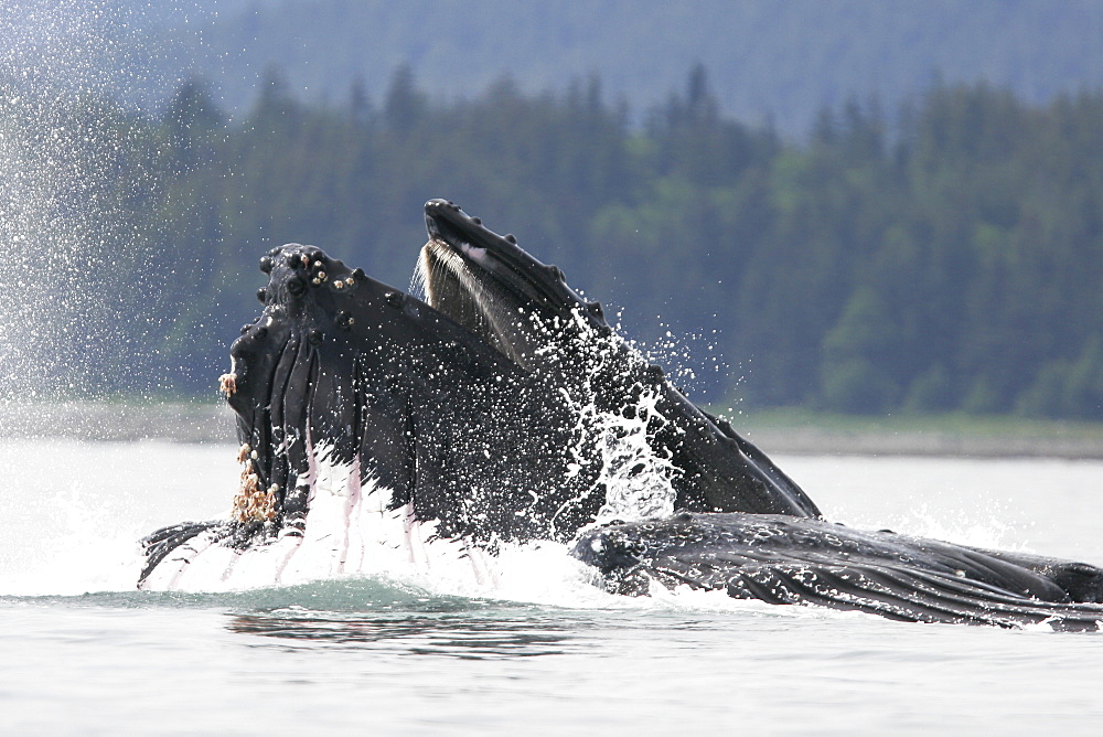 Humpback Whales (Megaptera novaeangliae) co-operatively bubble-net feeding in Stephen's Passage, Southeast Alaska, USA. Pacific Ocean.