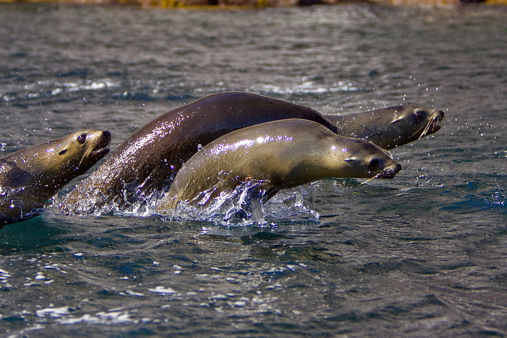 California Sea Lion (Zalophus californianus)  at Los Islotes (the islets) just outside of La Paz, Baja California Sur in the Gulf of California (Sea of Cortez), Mexico.