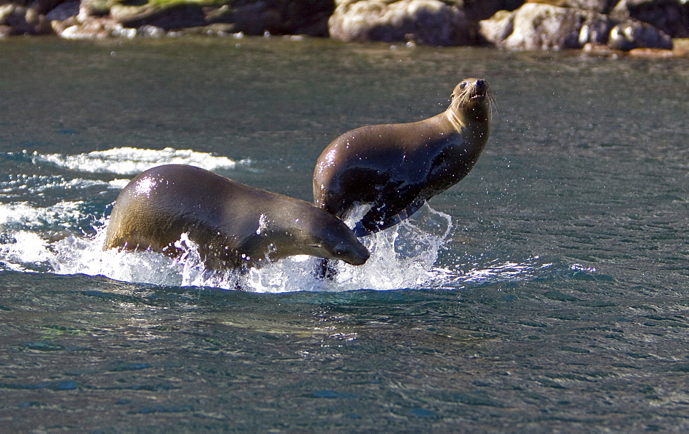 California Sea Lion (Zalophus californianus)  at Los Islotes (the islets) just outside of La Paz, Baja California Sur in the Gulf of California (Sea of Cortez), Mexico.