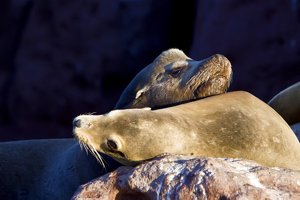 Adult bull California sea lion (left) and female (right) (Zalophus californianus) at Los Islotes (the islets), Baja California Sur in the Gulf of California (Sea of Cortez), Mexico.