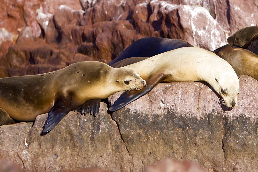 California sea lions (Zalophus californianus) hauled out and resting at Los Islotes (the islets) just outside of La Paz, Baja California Sur in the Gulf of California (Sea of Cortez), Mexico.