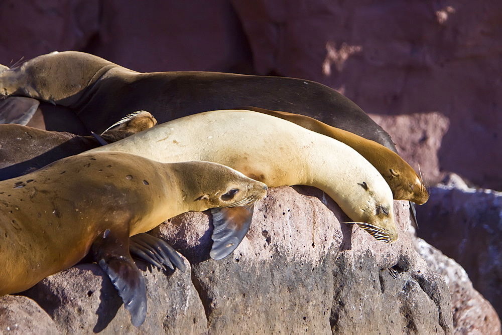 California sea lions (Zalophus californianus) hauled out and resting at Los Islotes (the islets) just outside of La Paz, Baja California Sur in the Gulf of California (Sea of Cortez), Mexico.