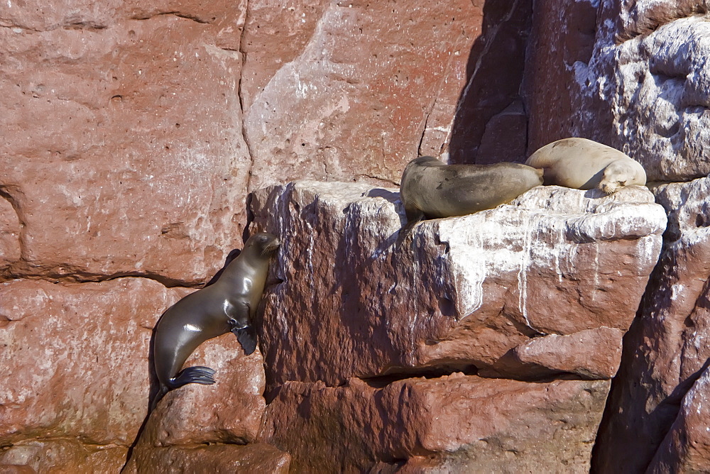 California sea lion (Zalophus californianus) pup (left) climbing the rocks at Los Islotes (the islets) just outside of La Paz, Baja California Sur in the Gulf of California (Sea of Cortez), Mexico.