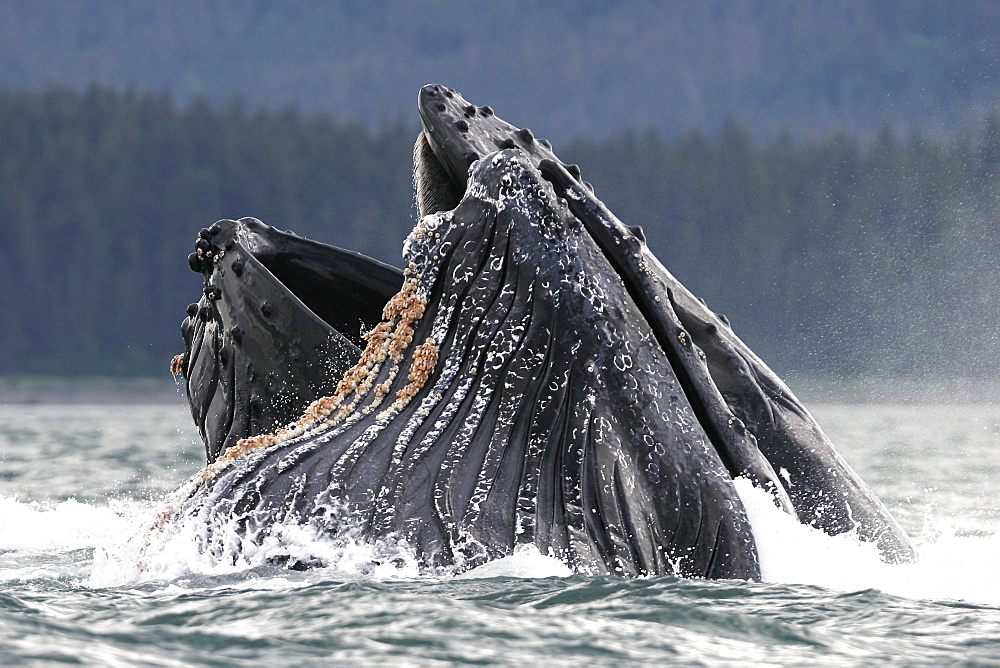 Humpback Whales (Megaptera novaeangliae) co-operatively bubble-net feeding in Stephen's Passage, Southeast Alaska, USA. Pacific Ocean.