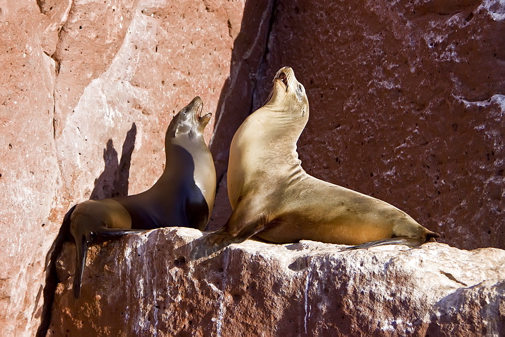 California sea lion (Zalophus californianus)  at Los Islotes (the islets) just outside of La Paz, Baja California Sur in the Gulf of California (Sea of Cortez), Mexico.