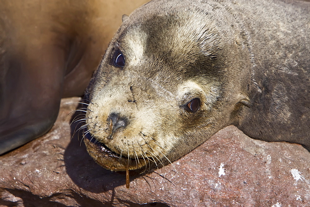 Adult bull California sea lion (Zalophus californianus) resting at Los Islotes (the islets) just outside of La Paz, Baja California Sur in the Gulf of California (Sea of Cortez), Mexico.