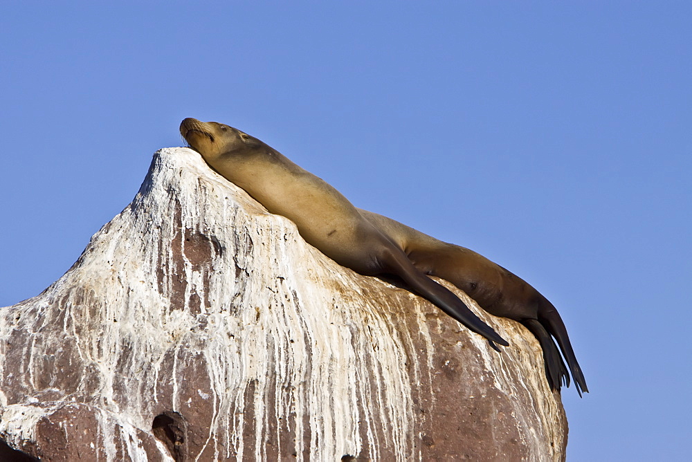 Adult California sea lion (Zalophus californianus) resting on rock at Los Islotes (the islets) just outside of La Paz, Baja California Sur in the Gulf of California (Sea of Cortez), Mexico.