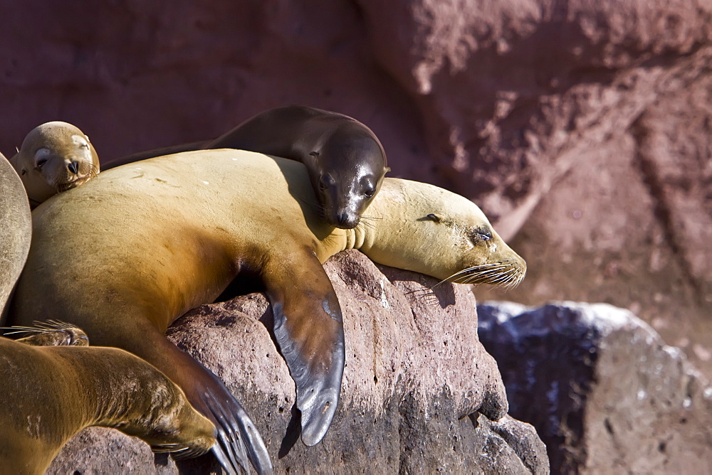 California sea lion (Zalophus californianus)  at Los Islotes (the islets) just outside of La Paz, Baja California Sur in the Gulf of California (Sea of Cortez), Mexico.