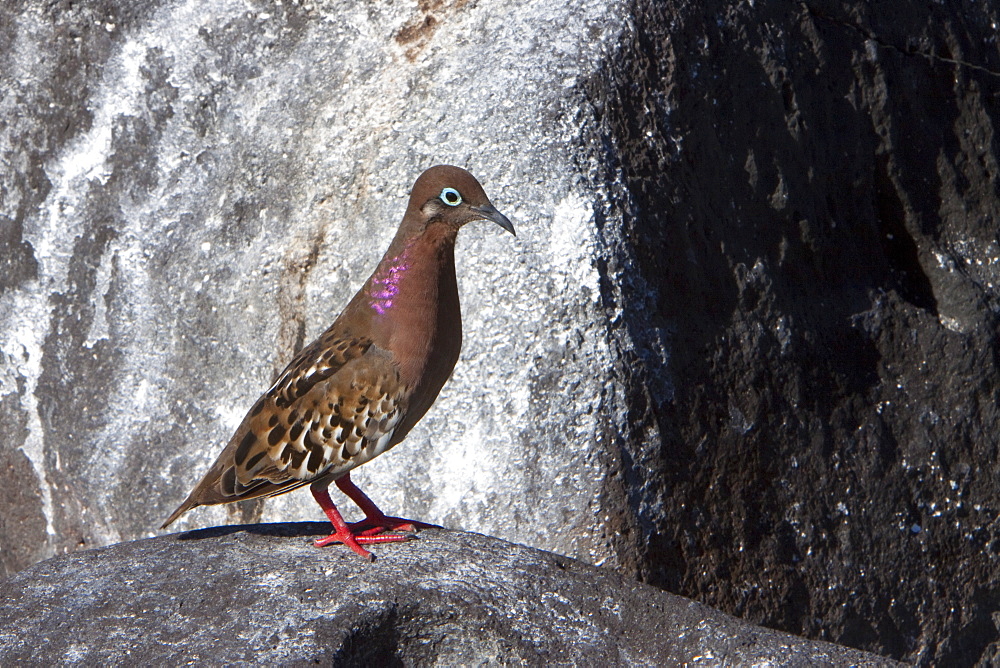 An adult Galapagos dove (Zenaida galapagoensis) in beautiful breeding plumage on Espanola Island in the Galapagos Island Archipelago, Ecuador