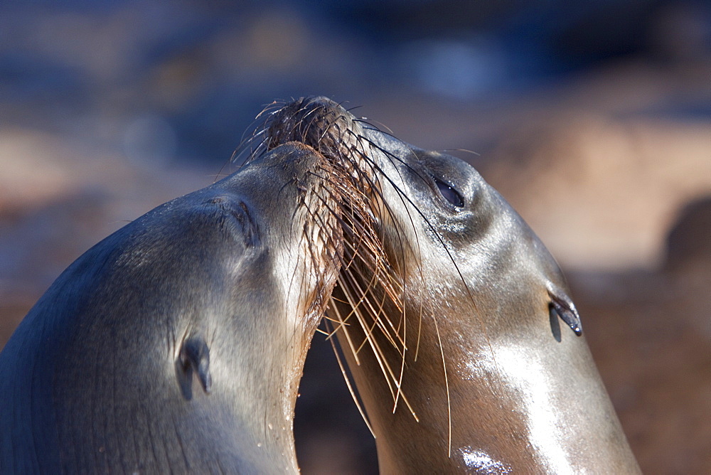 Galapagos sea lion (Zalophus wollebaeki) in the Galapagos Island Group, Ecuador. Pacific Ocean.