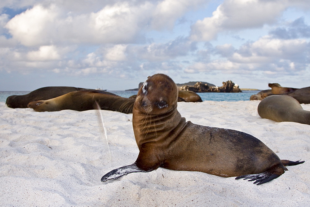 Galapagos sea lion (Zalophus wollebaeki) pup with feather in the Galapagos Island Group, Ecuador. Pacific Ocean.