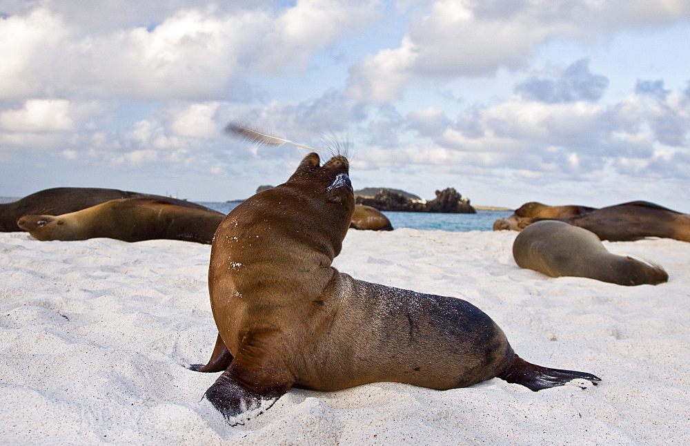 Galapagos sea lion (Zalophus wollebaeki) pup with feather in the Galapagos Island Group, Ecuador. Pacific Ocean.