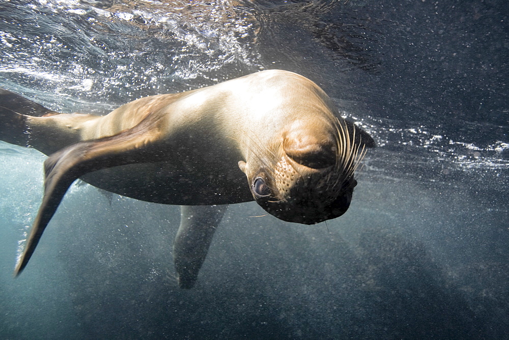 Galapagos sea lion (Zalophus wollebaeki) underwater in the Galapagos Island Group, Ecuador. Pacific Ocean.