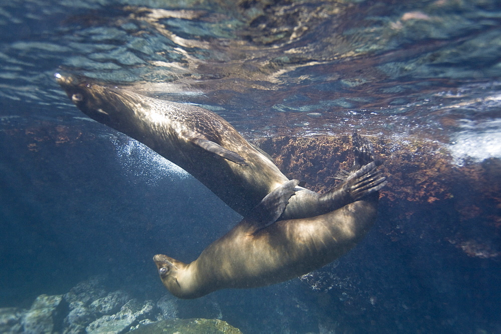 Galapagos sea lion (Zalophus wollebaeki) underwater in the Galapagos Island Group, Ecuador. Pacific Ocean.