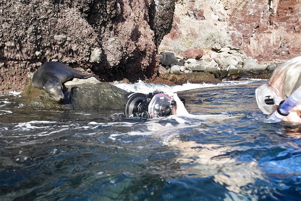 Galapagos sea lion (Zalophus wollebaeki) in the Galapagos Island Group, Ecuador. Pacific Ocean.