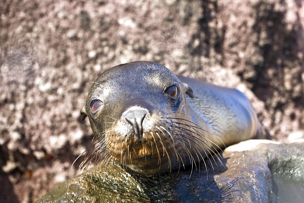 Galapagos sea lion (Zalophus wollebaeki) underwater in the Galapagos Island Group, Ecuador. Pacific Ocean.