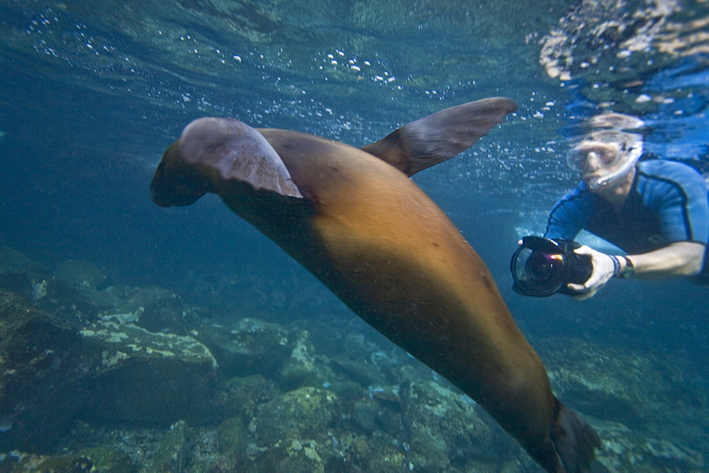 Galapagos sea lion (Zalophus wollebaeki) underwater in the Galapagos Island Group, Ecuador. Pacific Ocean.