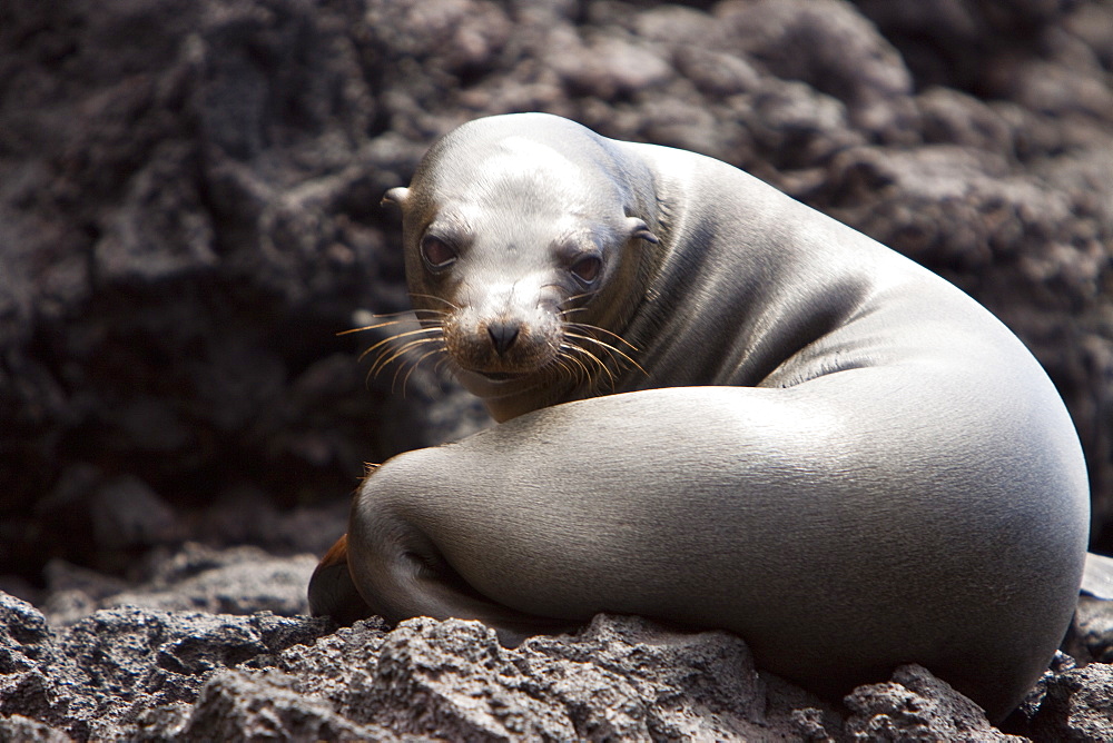 Galapagos sea lion (Zalophus wollebaeki) in the Galapagos Island Group, Ecuador. Pacific Ocean.