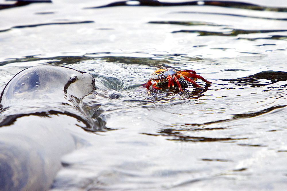 Young Galapagos sea lion (Zalophus wollebaeki) catching and eventually eating a Sally Lightfoot crab (Grapsus grapsus) in the Galapagos Island Group, Ecuador. Pacific Ocean.