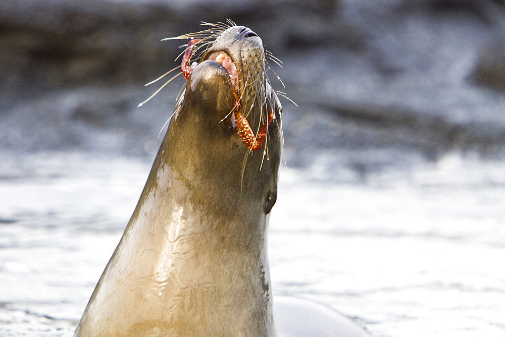 Young Galapagos sea lion (Zalophus wollebaeki) catching and eventually eating a Sally Lightfoot crab (Grapsus grapsus) in the Galapagos Island Group, Ecuador. Pacific Ocean.