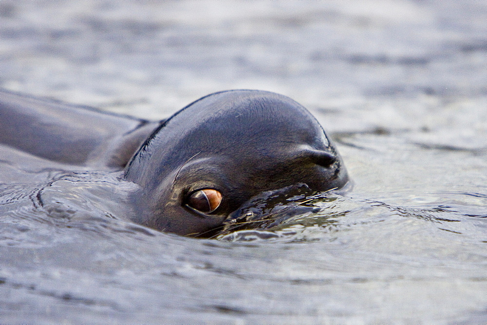 Young Galapagos sea lion (Zalophus wollebaeki) catching and eventually eating a Sally Lightfoot crab (Grapsus grapsus) in the Galapagos Island Group, Ecuador. Pacific Ocean.