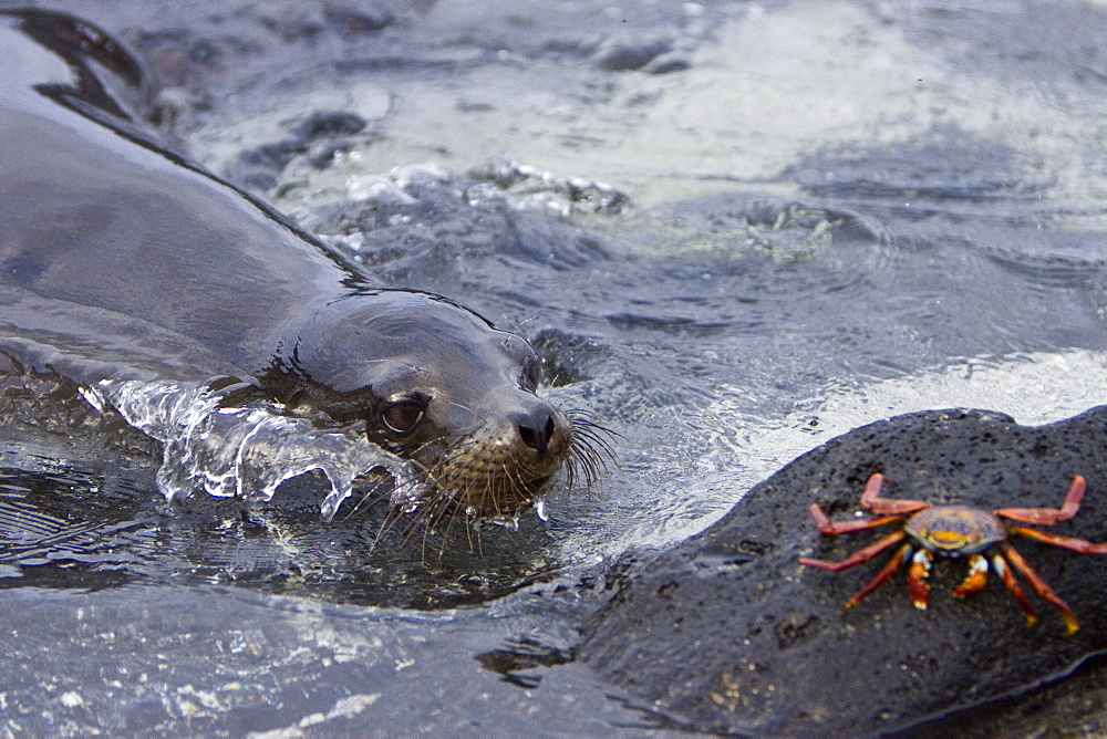 Young Galapagos sea lion (Zalophus wollebaeki) catching and eventually eating a Sally Lightfoot crab (Grapsus grapsus) in the Galapagos Island Group, Ecuador. Pacific Ocean.