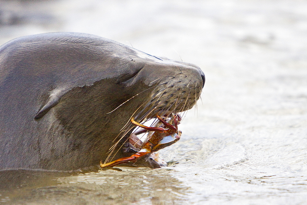 Young Galapagos sea lion (Zalophus wollebaeki) catching and eventually eating a Sally Lightfoot crab (Grapsus grapsus) in the Galapagos Island Group, Ecuador. Pacific Ocean.