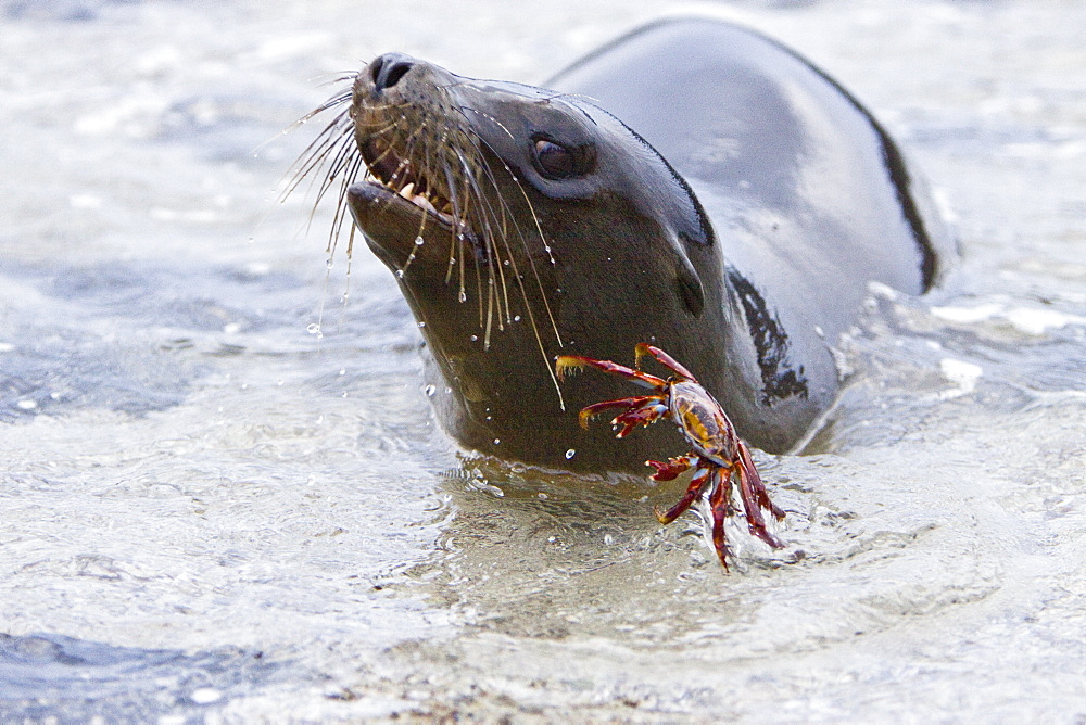 Young Galapagos sea lion (Zalophus wollebaeki) catching and eventually eating a Sally Lightfoot crab (Grapsus grapsus) in the Galapagos Island Group, Ecuador. Pacific Ocean.