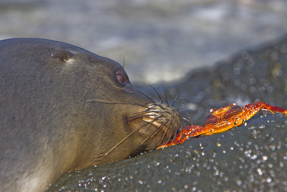 Young Galapagos sea lion (Zalophus wollebaeki) catching and eventually eating a Sally Lightfoot crab (Grapsus grapsus) in the Galapagos Island Group, Ecuador. Pacific Ocean.