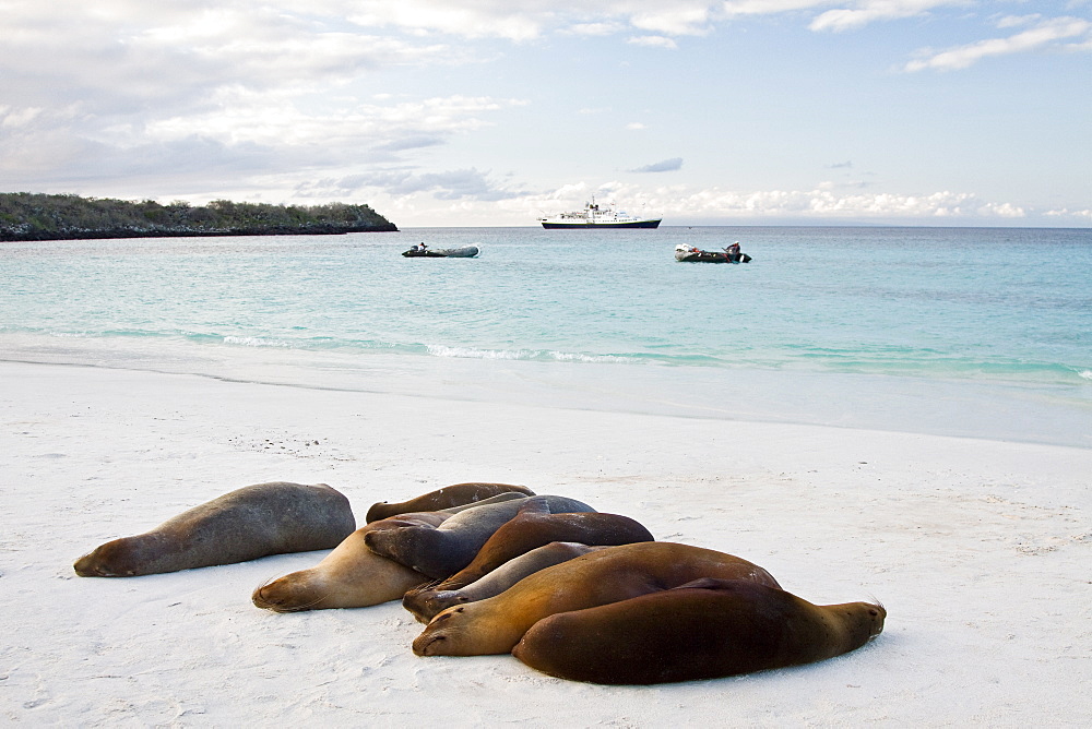 Galapagos sea lions (Zalophus wollebaeki) hauled outon the beach in the Galapagos Island Group, Ecuador. Pacific Ocean.