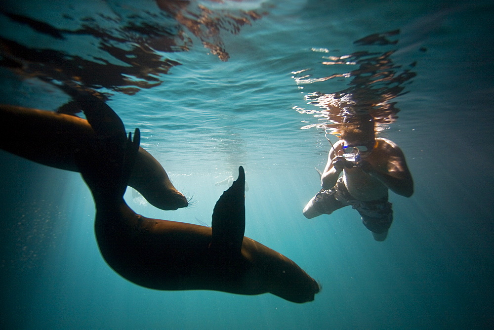 Galapagos sea lion (Zalophus wollebaeki) underwater in the Galapagos Island Group, Ecuador. Pacific Ocean.