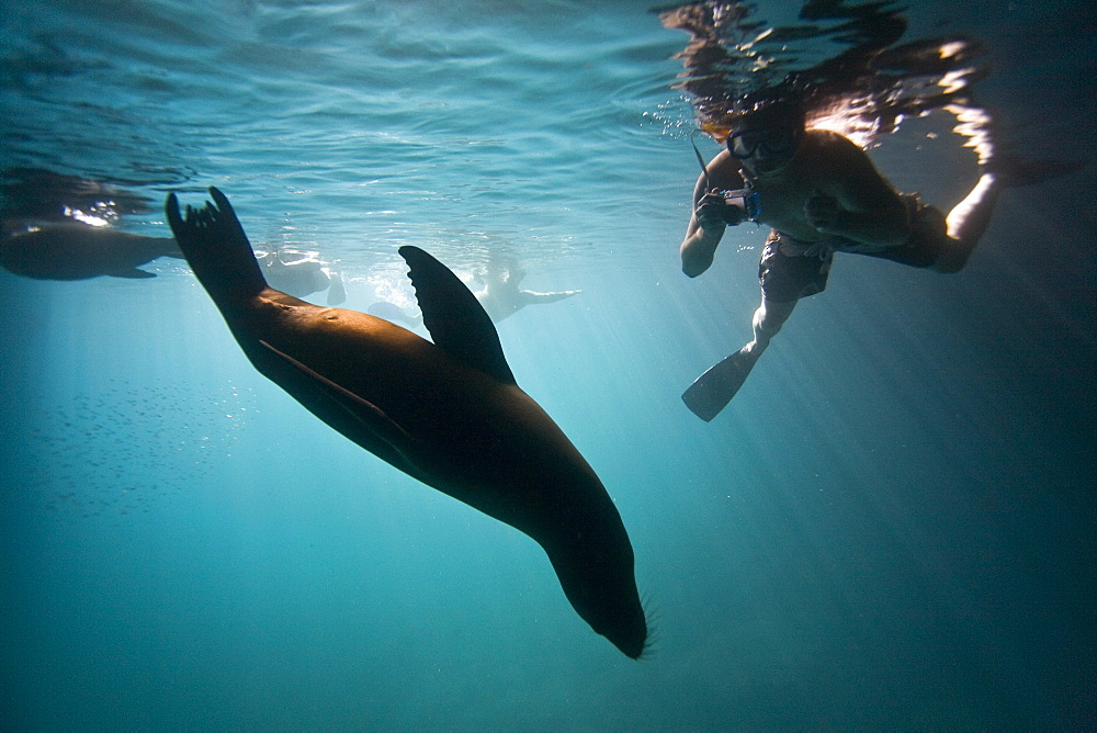 Galapagos sea lion (Zalophus wollebaeki) underwater in the Galapagos Island Group, Ecuador. Pacific Ocean.