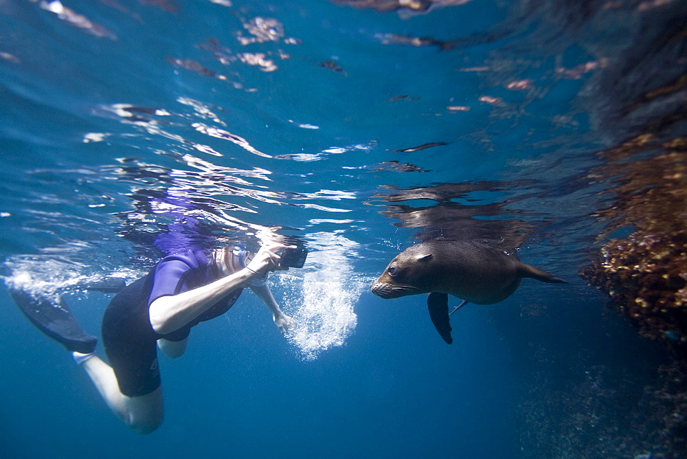 Galapagos sea lion (Zalophus wollebaeki) underwater in the Galapagos Island Group, Ecuador. Pacific Ocean.