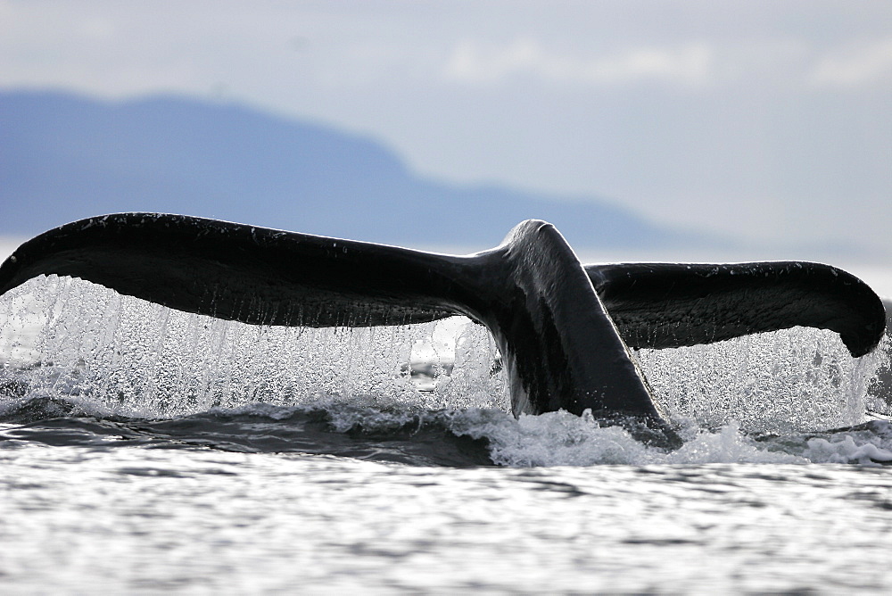 Adult humpback whale (Megaptera novaeangliae) fluke-up dive in Frederick Sound, Southeast Alaska, USA. Pacific Ocean.