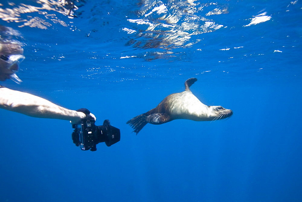 Galapagos sea lion (Zalophus wollebaeki) underwater in the Galapagos Island Group, Ecuador. Pacific Ocean.