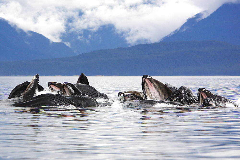 Humpback whales (Megaptera novaeangliae) co-operatively "bubble-net" feeding (note the baleen hanging from the upper jaws) Chatham Strait, Southeast Alaska, USA. Pacific Ocean.