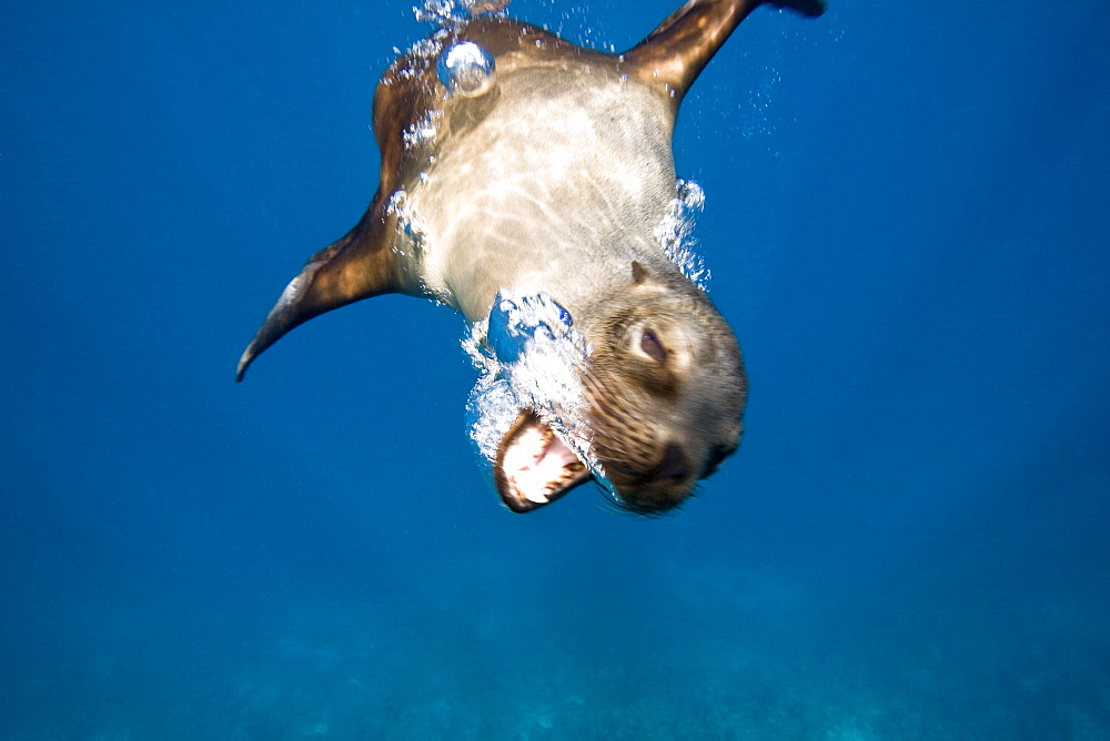 Galapagos sea lion (Zalophus wollebaeki) underwater in the Galapagos Island Group, Ecuador. Pacific Ocean.