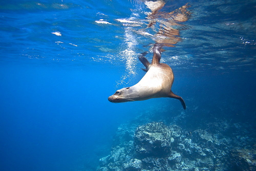 Galapagos sea lion (Zalophus wollebaeki) underwater in the Galapagos Island Group, Ecuador. Pacific Ocean.