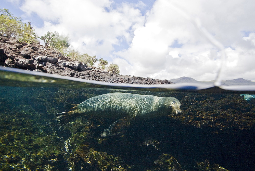 Galapagos sea lion (Zalophus wollebaeki) underwater in the Galapagos Island Group, Ecuador. Pacific Ocean.