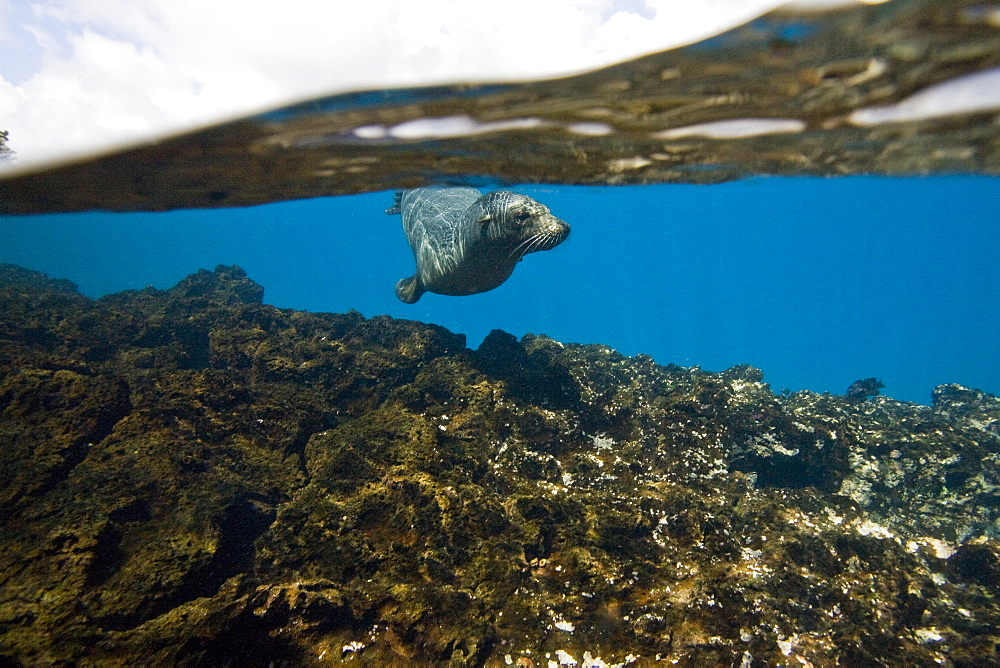 Galapagos sea lion (Zalophus wollebaeki) underwater in the Galapagos Island Group, Ecuador. Pacific Ocean.