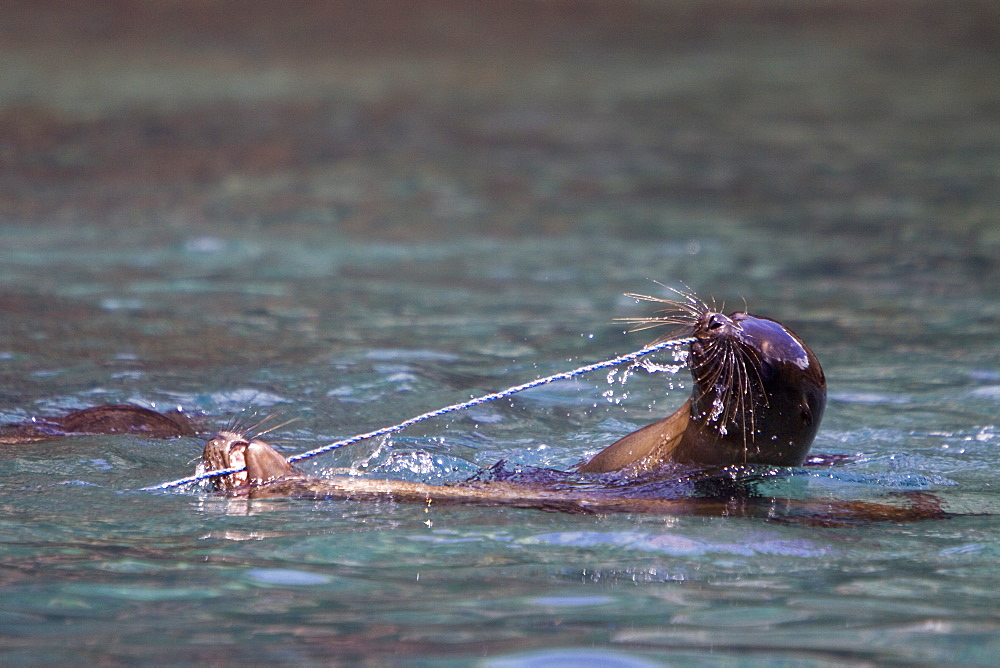 Galapagos sea lion (Zalophus wollebaeki) pups playing with a rope in the Galapagos Island Group, Ecuador. Pacific Ocean.