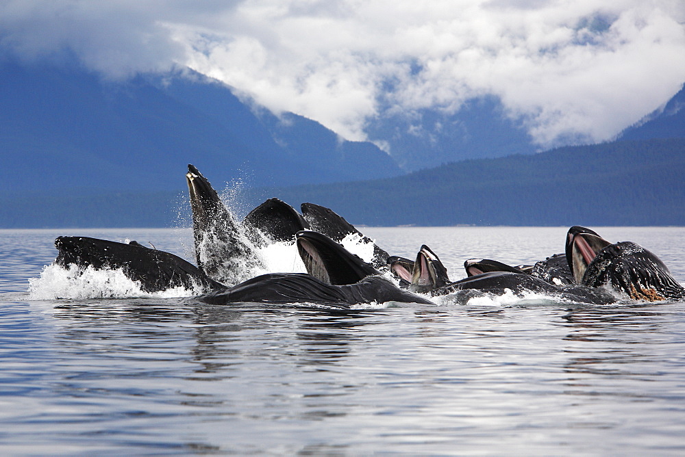 Humpback whales (Megaptera novaeangliae) co-operatively "bubble-net" feeding (note the baleen hanging from the upper jaws) Chatham Strait, Southeast Alaska, USA. Pacific Ocean.