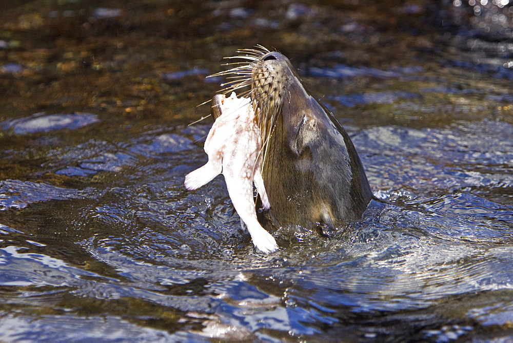 Young Galapagos sea lion (Zalophus wollebaeki) playing with and eventually eating a Galapagos redlip batfish (Ogcocephalus darwinii) in the Galapagos Island Group, Ecuador. Pacific Ocean.