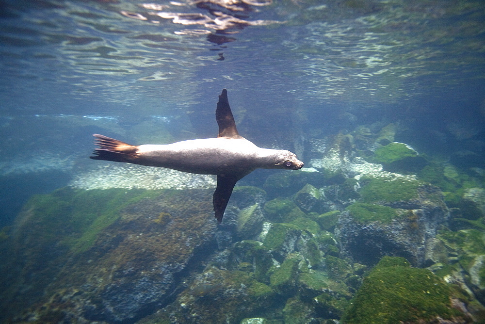 Galapagos sea lion (Zalophus wollebaeki) underwater in the Galapagos Island Group, Ecuador. Pacific Ocean.