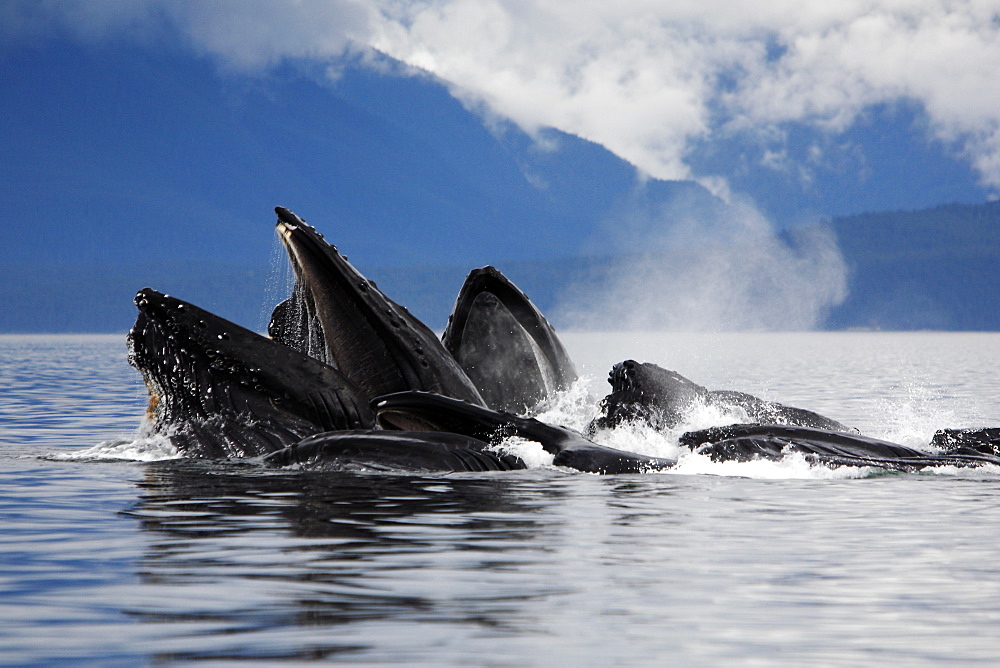 Humpback whales (Megaptera novaeangliae) co-operatively "bubble-net" feeding (note the baleen hanging from the upper jaws) Chatham Strait, Southeast Alaska, USA. Pacific Ocean.